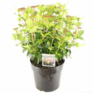 Sneeuwbal (Viburnum tinus “Lisa Rose”®) heester - 40-50 cm (C7) - 6 stuks