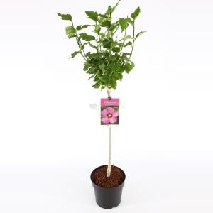 Hibiscus struik Woodbridge op stam - Stam 60 cm - 9 stuks