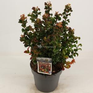 Druifheide (Leucothoe axillaris “Curly Red”®) heester - 25-30 cm - 9 stuks