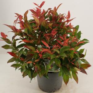 Druifheide (Leucothoe “Zeblid”) heester - 25-30 cm - 9 stuks