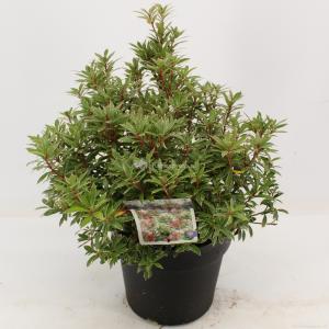 Rotsheide (Pieris Japonica “Little Heath”) heester - 30-40 cm (C4.5) - 9 stuks