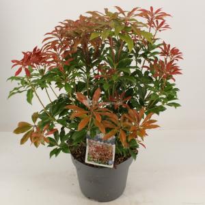 Rotsheide (Pieris Japonica “Mountain Fire”) heester - 30-40 cm (C4.5) - 9 stuks