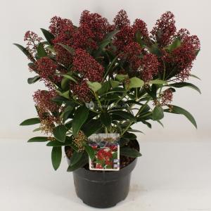 Skimmia (Skimmia Japonica “Rubella”) heester - 30-40 cm (C5) - 8 stuks