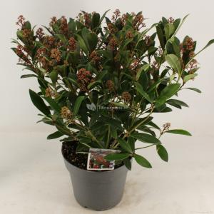 Skimmia (Skimmia Japonica “Rubella”) heester - 40-50 cm (C7) - 7 stuks