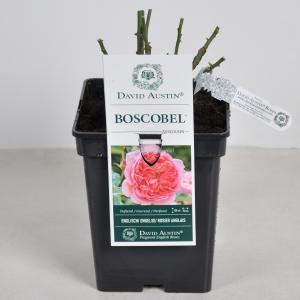 Engelse roos Boscobel - C5 - 1 stuks