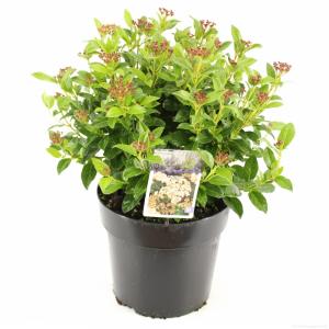 Sneeuwbal (Viburnum tinus) heester - 40-50 cm (C7) - 6 stuks