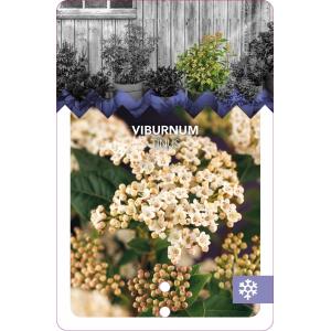 Sneeuwbal (Viburnum tinus) heester - 40-50 cm (C15) - 4 stuks