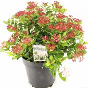 Sneeuwbal (Viburnum tinus “Gwenllian”) heester - 40-50 cm (C7) - 6 stuks