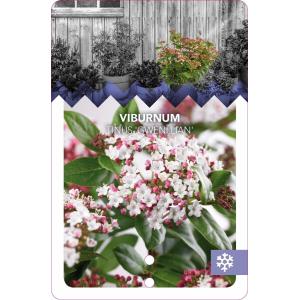 Sneeuwbal (Viburnum tinus “Gwenllian”) heester - 50-60 cm (C10) - 5 stuks