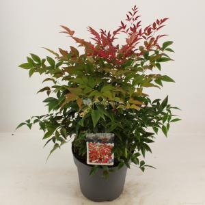 Hemelse bamboe (Nandina domestica “Obsessed”®) heester - 30-40 cm - 8 stuks