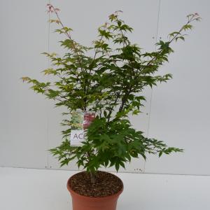 Japanse esdoorn (Acer palmatum "Osakasuki") heester - 80-100 cm - 1 stuks