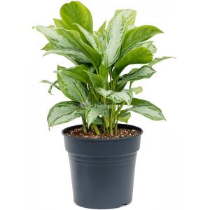 Aglaonema Silver Bay L 75 cm kamerplant