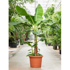 Bananenplant Musa tropicana L 240 cm kamerplant