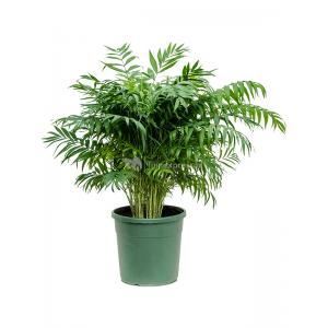 Chamaedorea Bergpalm Elegans L 100 cm kamerplant