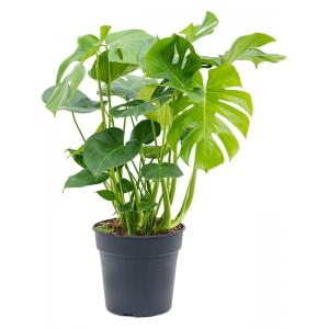 Gatenplant Monstera Deliciosa XXS 80 cm kamerplant