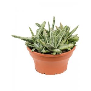 Gasteria Little Warty M 25 cm kamerplant