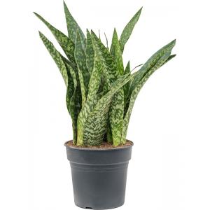 Sansevieria Masoniana Dragon L 80 cm kamerplant