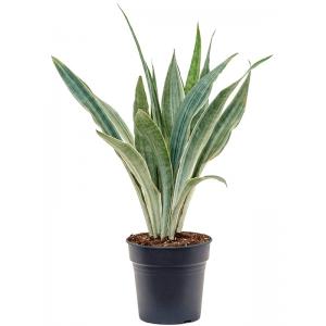 Sansevieria Trifasciata Metallica XL 70 cm kamerplant