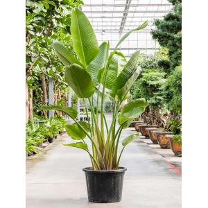 Strelitzia Nicolai XL 190 cm kamerplant