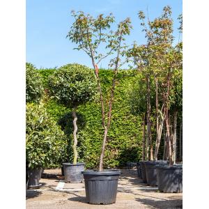 Acer Griseum L 225 cm tuinplant