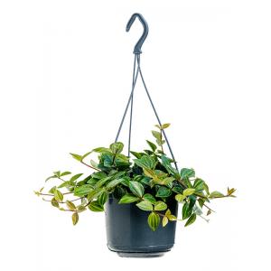 Peperomia Angulata Rocca Scuro 25 cm hangplant