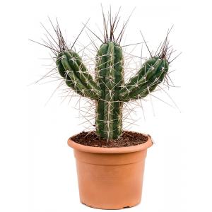 Cactus Stetsonia Coryne S 65 cm tuinplant