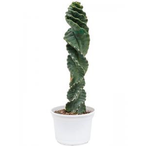 Zuilcactus Cereus Jamacaru Spiralis S 45 cm tuinplant