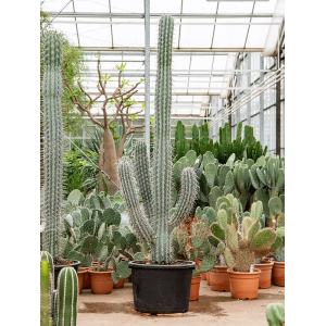 Zuilcactus Pachycereus Weberi L 240 cm tuinplant