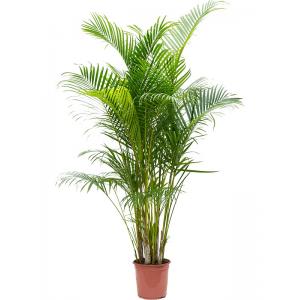 Goudpalm Areca Dypsis Lutescens 150 cm kamerplant