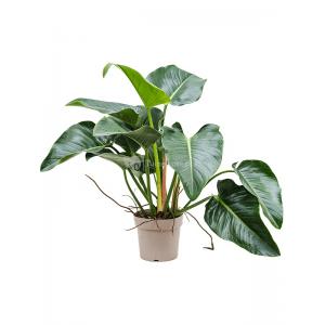 Philodendron Green Beauty 120 cm kamerplant