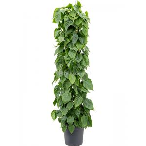 Philodendron Scandens 160 cm kamerplant