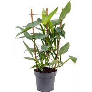 Philodendron Silver Queen 60 cm kamerplant