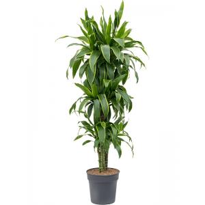 Dracaena Fragrans Arturo XL 150 cm kamerplant