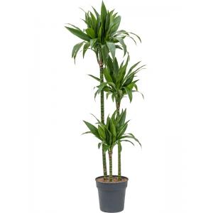 Dracaena Fragrans Janet Craig L 135 cm kamerplant