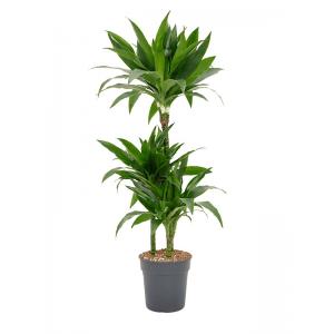 Dracaena Fragrans Janet Craig M 110 cm kamerplant