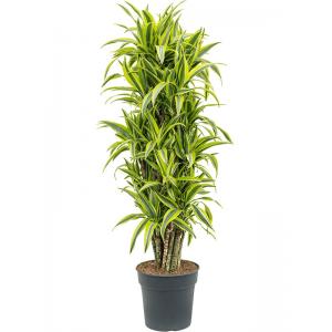 Dracaena Fragrans Lemon Lime L 150 cm kamerplant