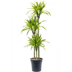 Dracaena Fragrans Lemon Lime M 140 cm kamerplant