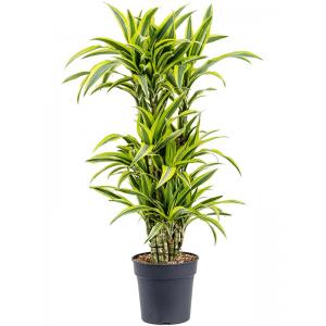 Dracaena Fragrans Lemon Lime S 115 cm kamerplant