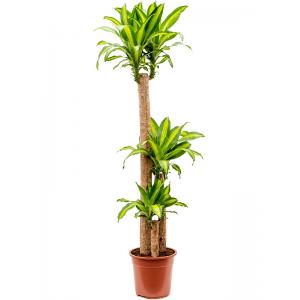 Dracaena Fragrans Massangeana 160 cm kamerplant