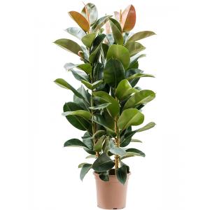 Ficus America Tresor 150 cm kamerplant