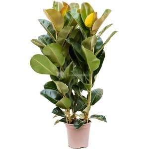 Ficus Elastica Robusta S 130 cm kamerplant