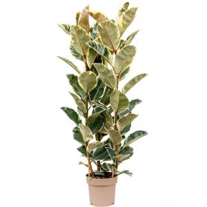 Ficus Elastica Tineke L 160 cm kamerplant