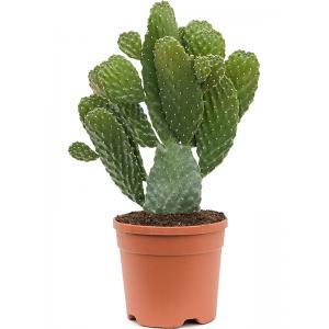 Cactus Opuntia Consolea M 60 cm kamerplant