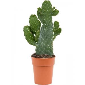 Cactus Opuntia Consolea S 30 cm kamerplant