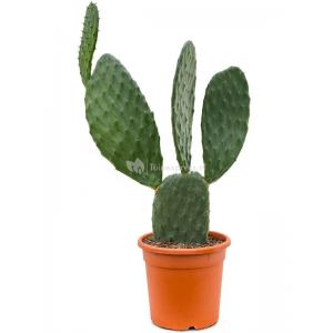 Cactus Opuntia Indica S 90 cm kamerplant