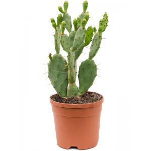 Cactus Opuntia Vulgaris S 55 cm kamerplant