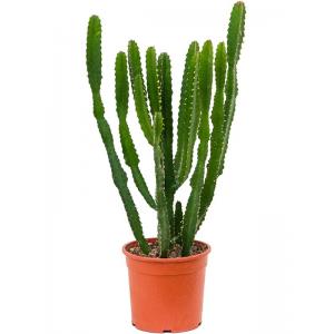 Euphorbia Cactus Triangularis 45 cm kamerplant