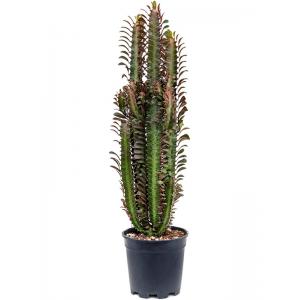 Euphorbia Cactus Trigona Rubra S 50 cm kamerplant