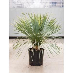 Palmlelie Yucca Rostrata L 100 cm kamerplant