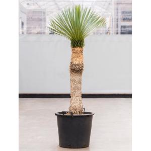 Palmlelie Yucca Rostrata XXL150 cm kamerplant